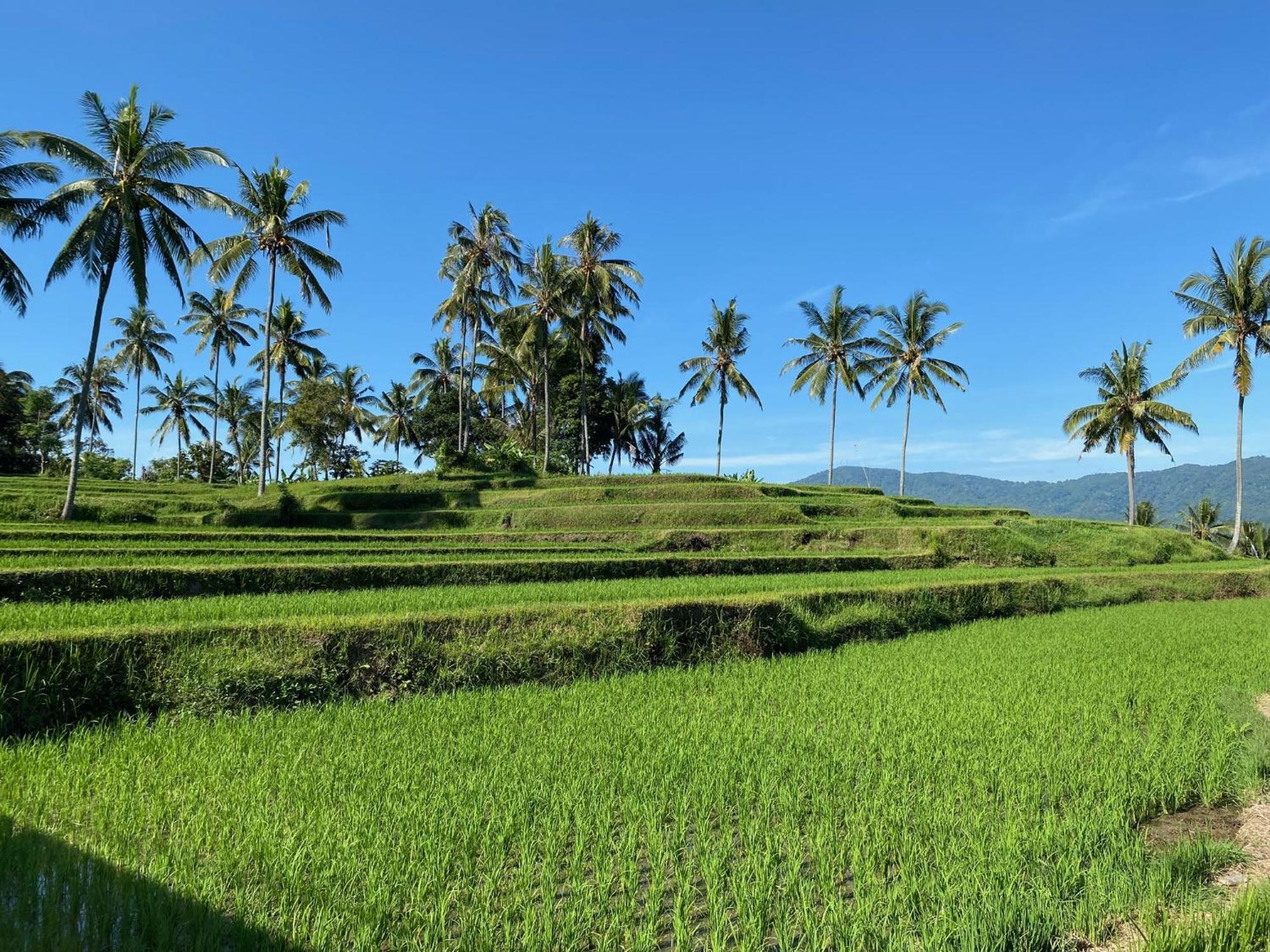 Mayong Bali Villa And Hostel Munduk  Ngoại thất bức ảnh